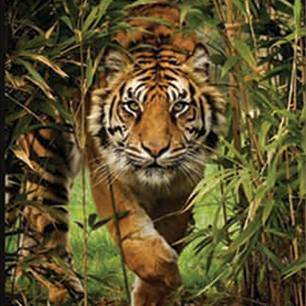 natural tiger